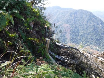 遭砍的樹木1 (新竹林區管理處提供)